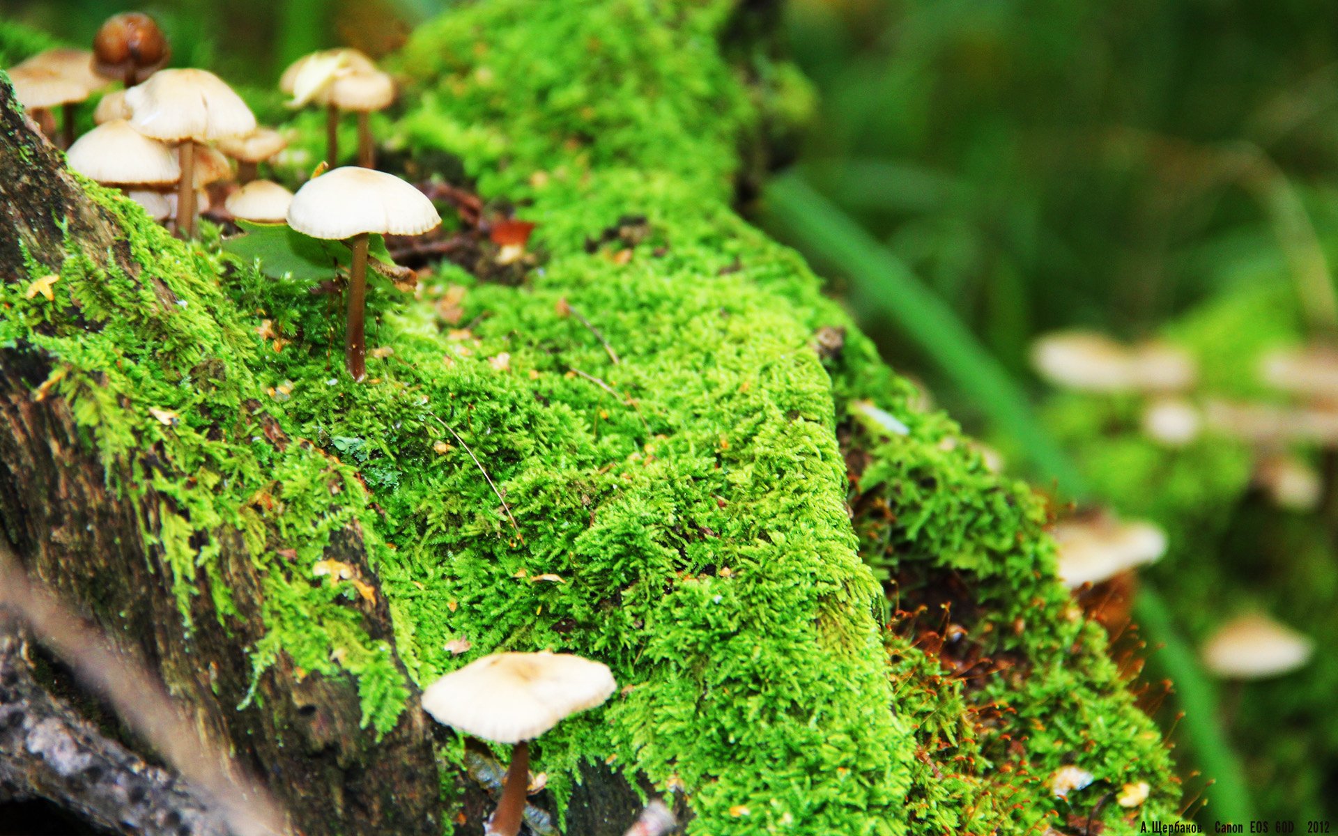 马刺稳胜篮网,欧文德比式接管,体育之夜的独特交响