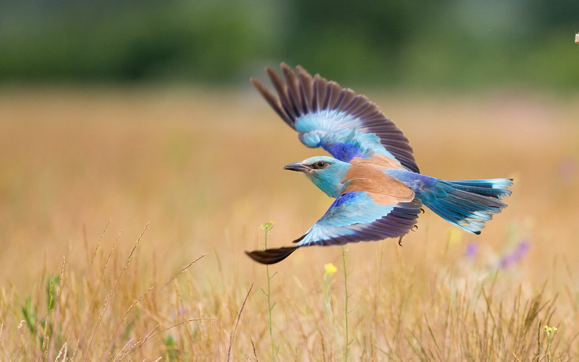 步行者之姿，字母哥用最古老的方式正面击溃现代篮球的快船舰队