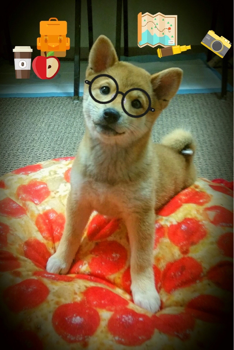 最后一圈,福克斯的三次心跳