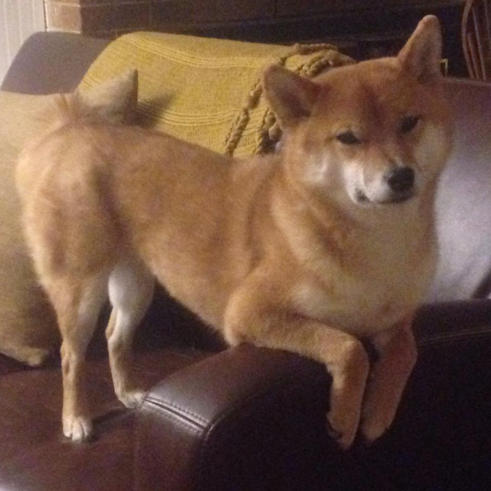 绿茵赌局，当皮克在决胜局，赌上生涯的回旋