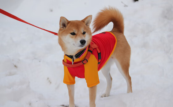 瑞士军刀解剖枪手,2026世界杯焦点战中的内部瓦解战术