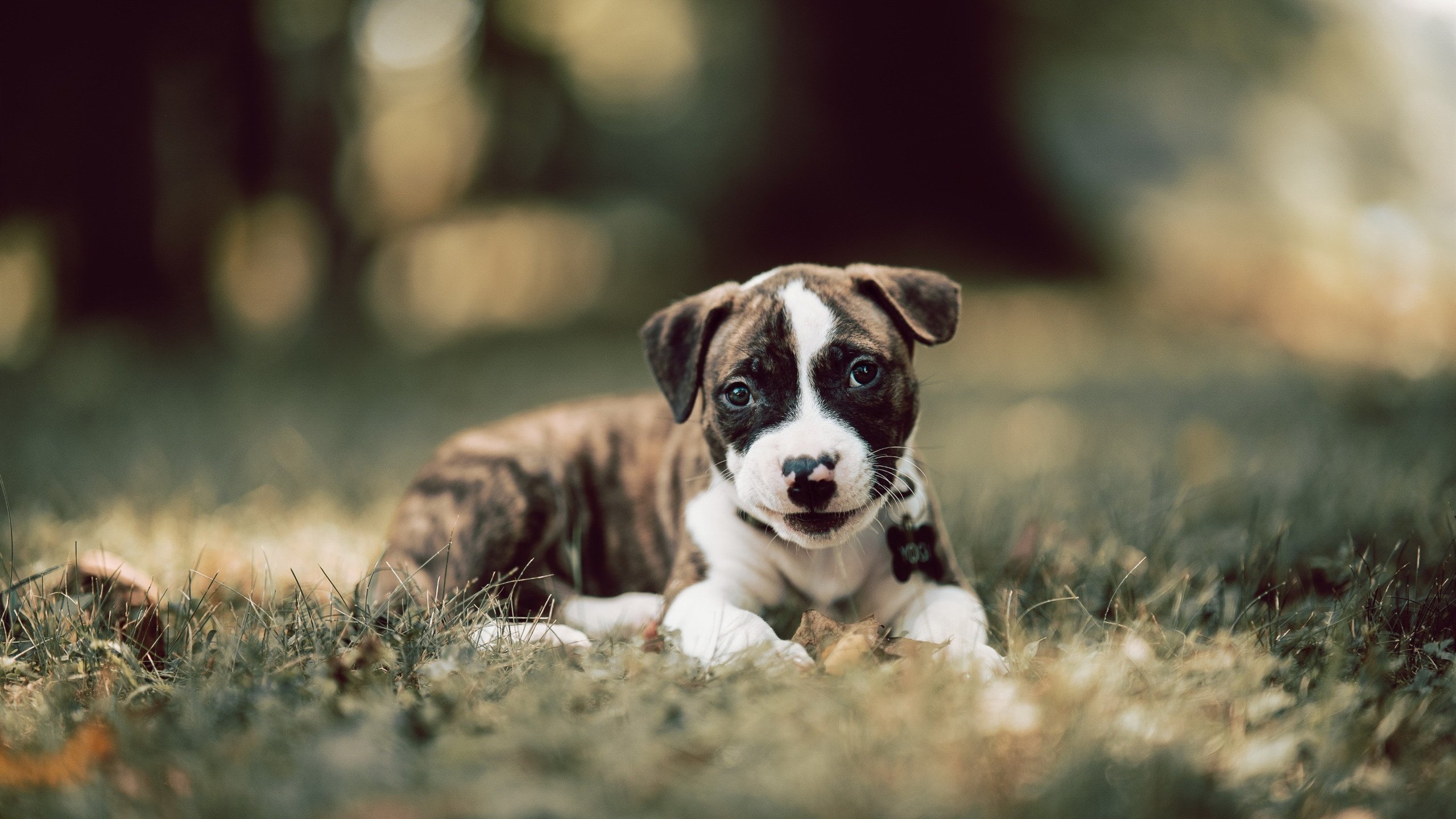 东方铁壁与西方火炮,托尼一击洞穿太极虎