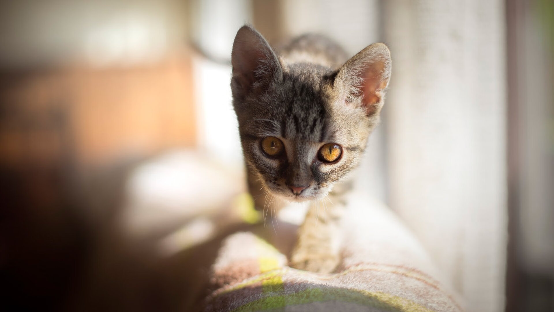 东方铁壁与西方火炮,托尼一击洞穿太极虎