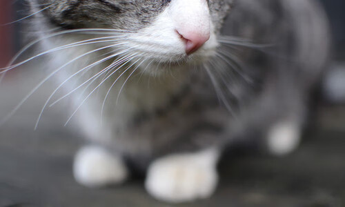 篮球场上的百年回响,当凯尔特人队化身爱尔兰利剑