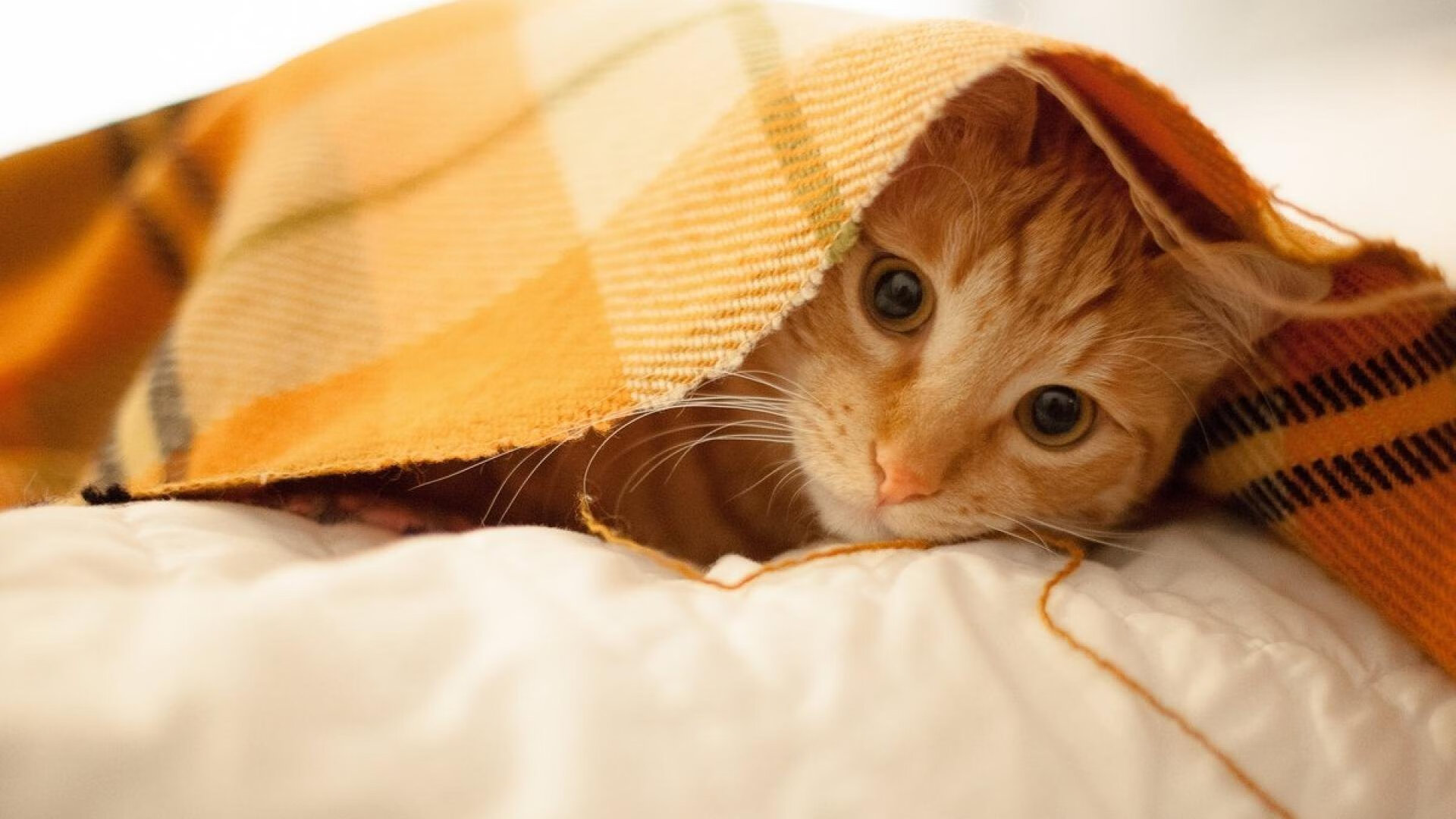 后防诗人的爆发,当佛罗伦萨的节奏,冻结巴黎的时尚