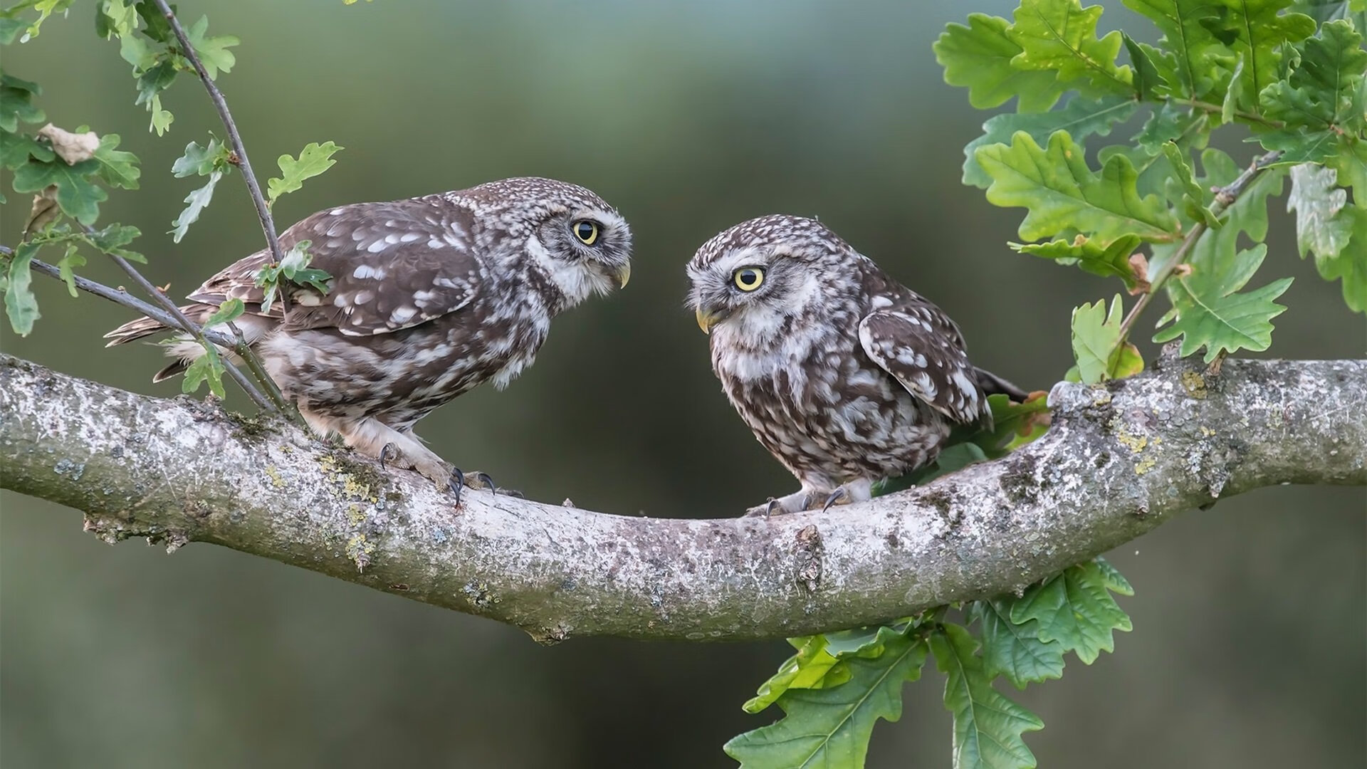 跨越赛场的绝杀，北京队绝杀公牛，利拉德在F1年度争冠接管比赛