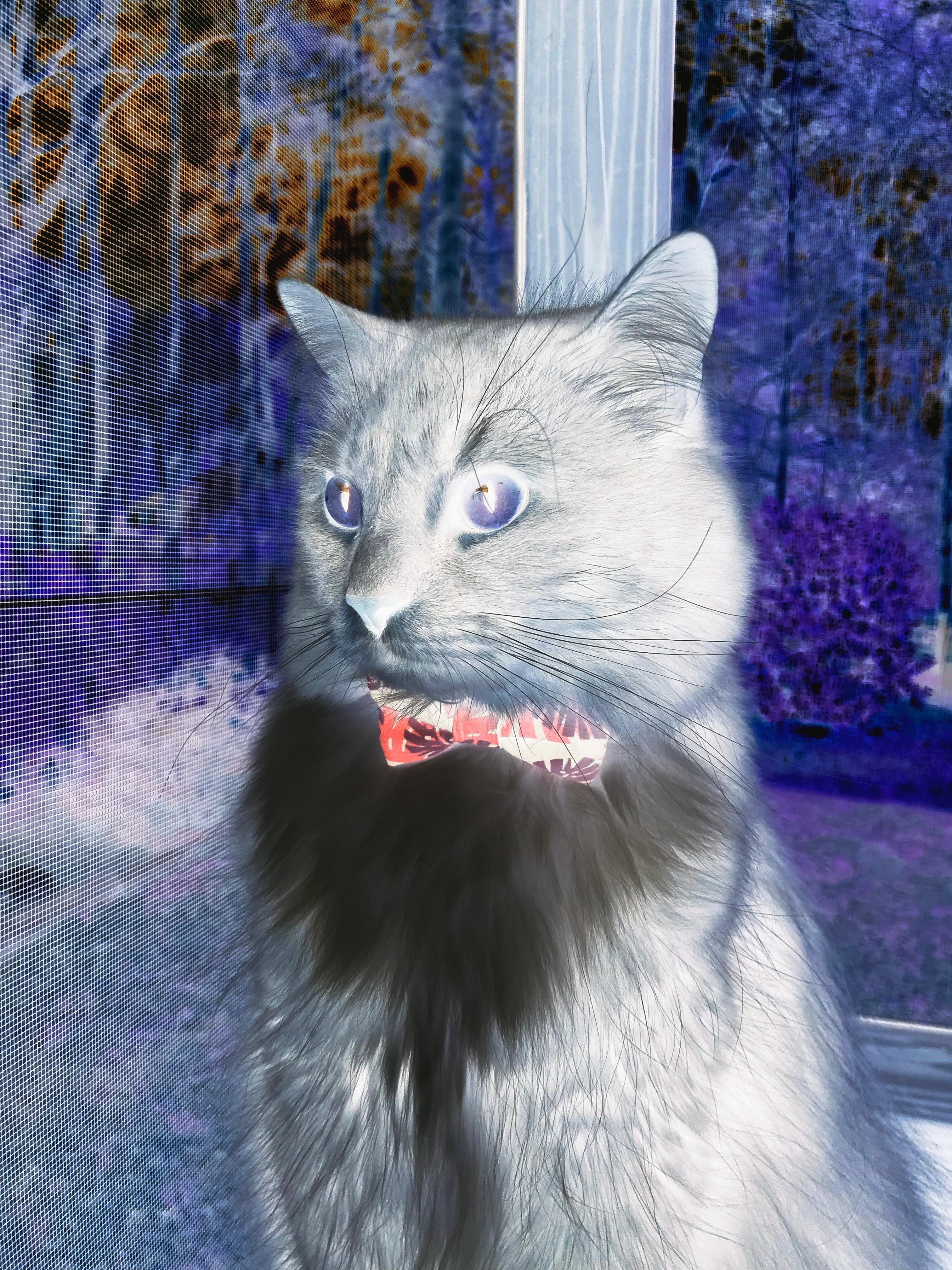 双线奏凯,苏格兰的战术涅槃与萨拉赫的射手王朝