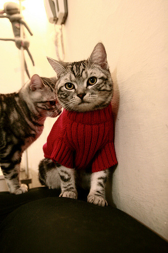 足球之夜，篮球之光，德甲争冠夜的东契奇式启示