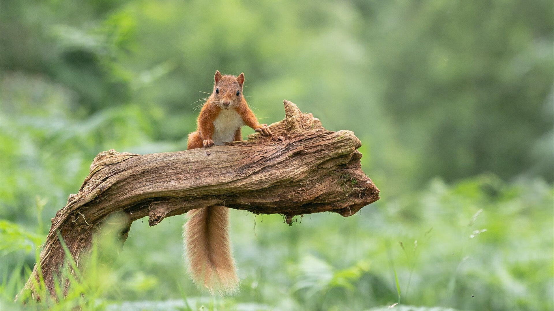 篮球圣殿的北欧寒流，当NBA季后赛的冰火碰撞国际米兰的亚平宁铁壁