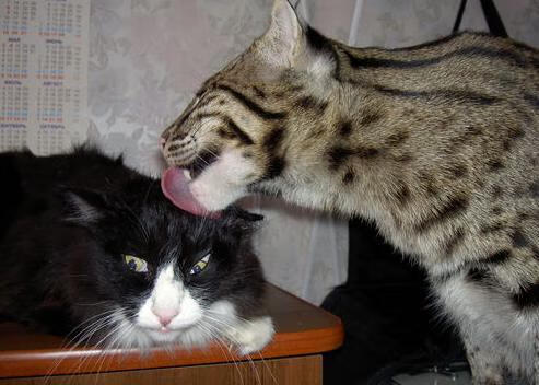 阿什拉夫关键一击，巴拉圭爆冷击败埃及