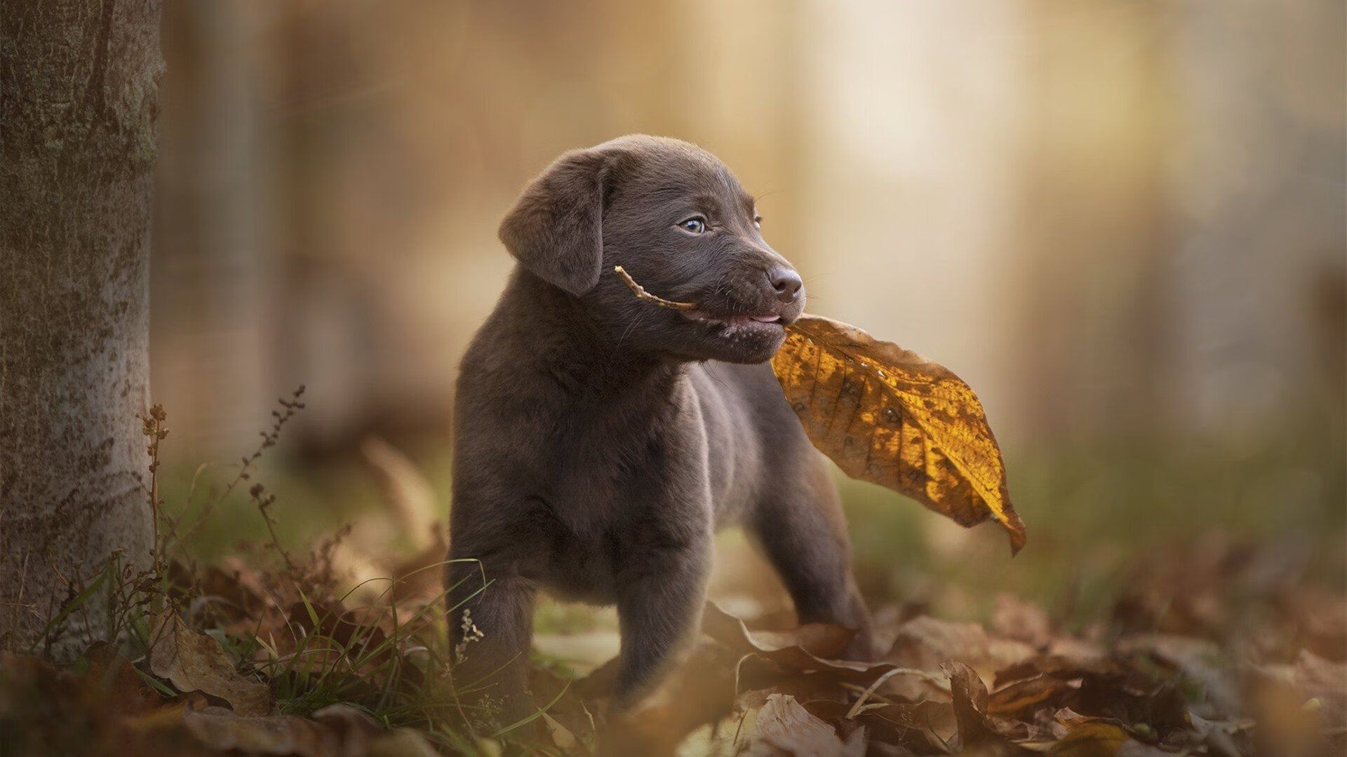 范弗利特单场9记三分轰垮防线，热火团队篮球稳稳拿下吉林