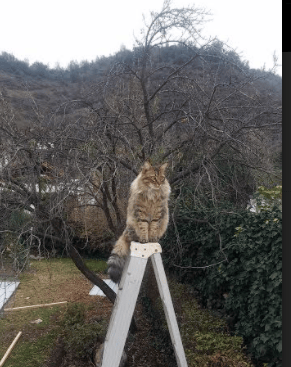 雷霆剧本的裂痕，当班凯罗在平行欧冠决赛按下粉碎键