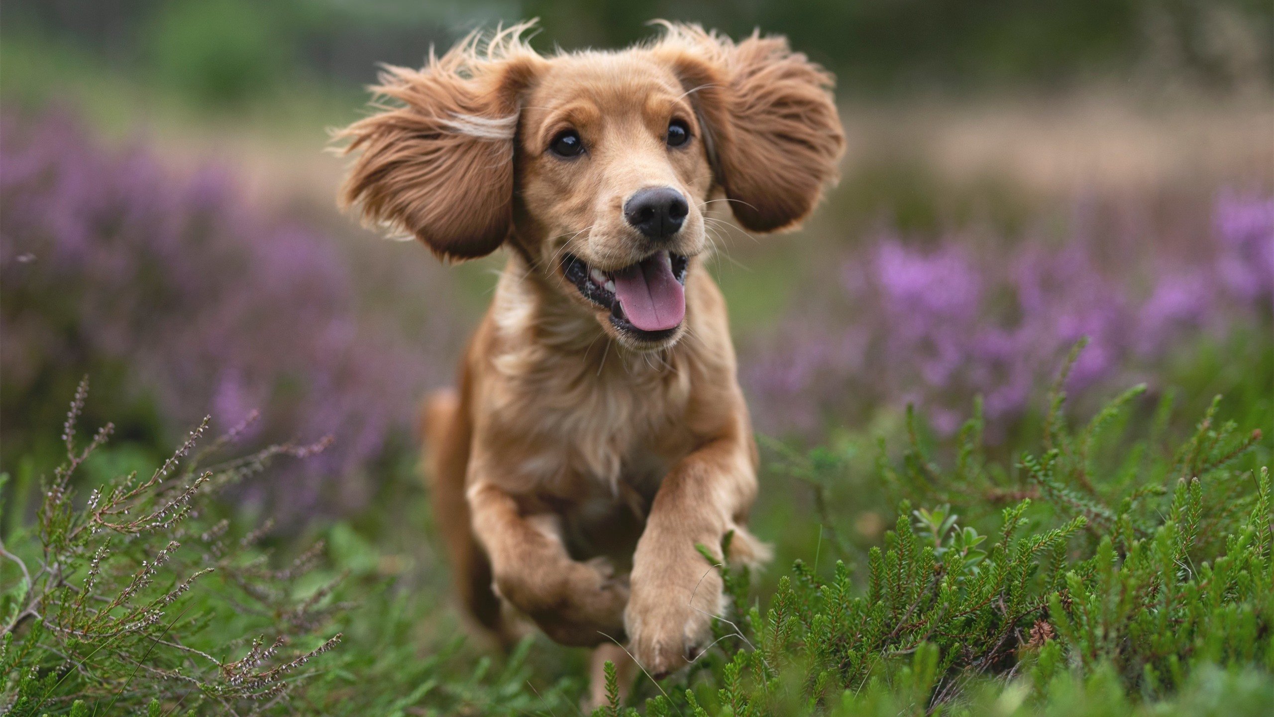 埃及夺冠夜，德布劳内吹响反攻号角，当非洲杯的胜利撬动英超王座