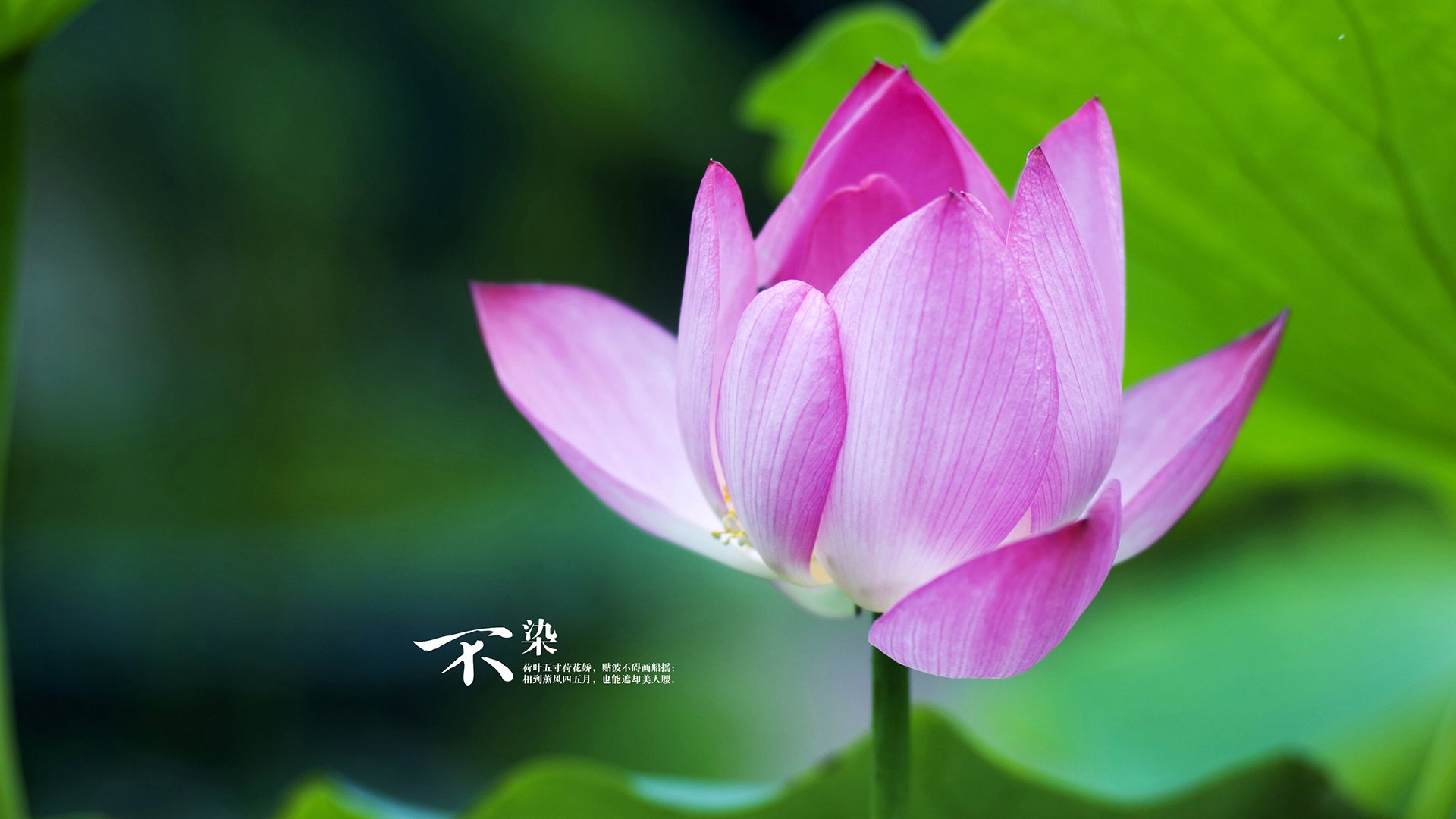 烈焰燎原，范弗利特破茧封神，公牛窒息式碾压颠覆勇士王朝
